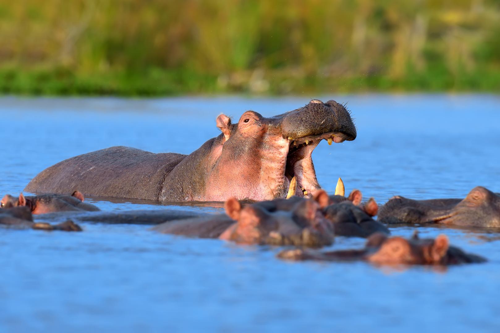 Hippos in River